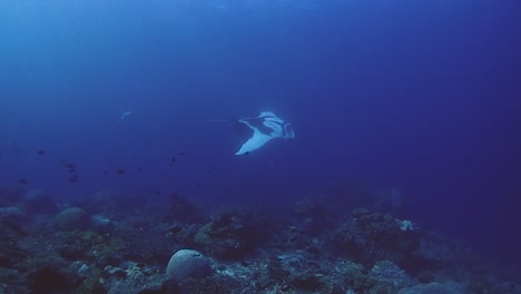 an oceanic manta ray, 6 meters big are swimming next to the coral reef in the blue ocean