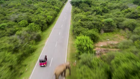 aerial view of elephant and tuk-tuk on a road through a jungle