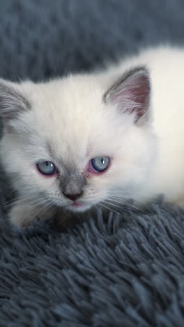 sweet little white kitten sitting comfortably on the plaid. small white kitty with grey nose. cat on the grey background. vertical video