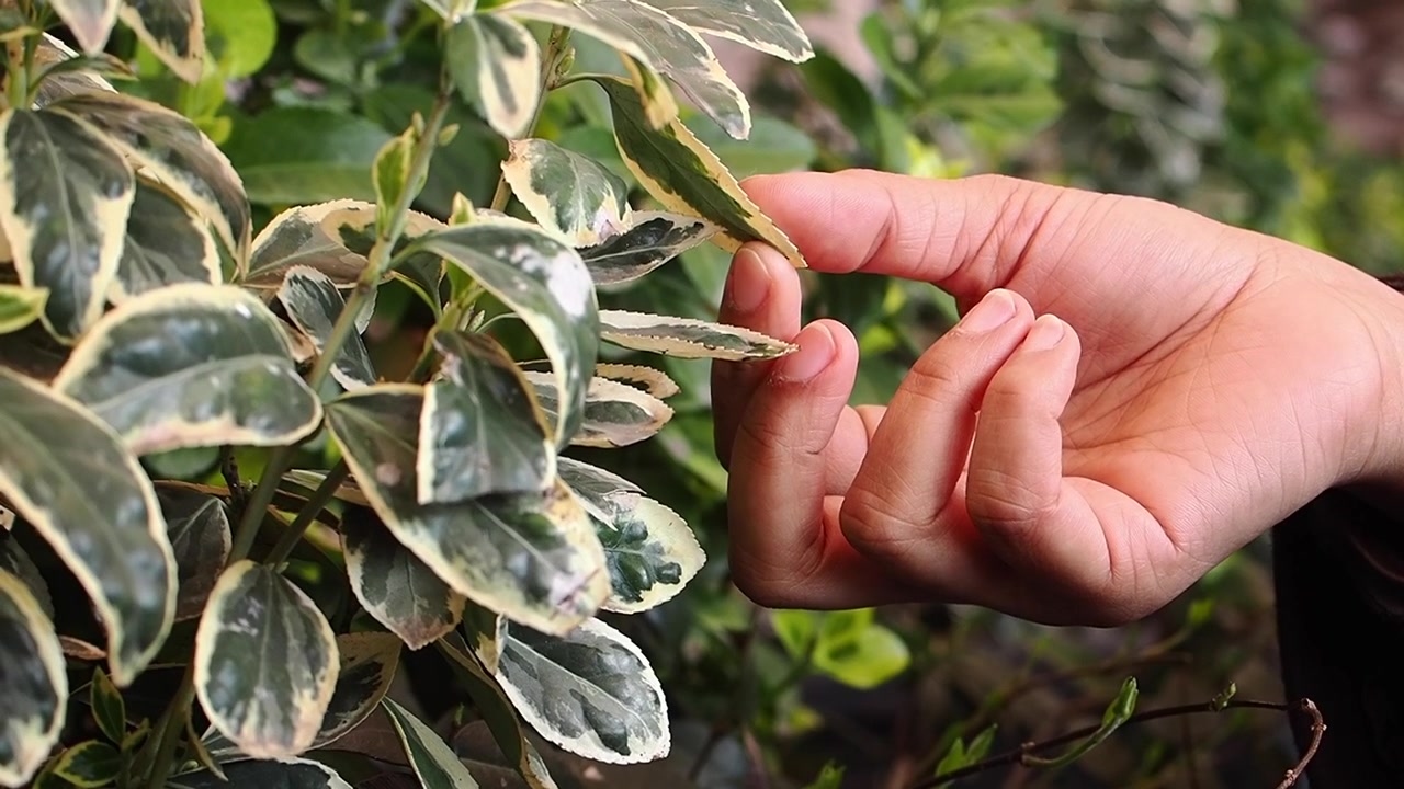Close-up of Hand Gently Touching Variegated Plant Leaves
