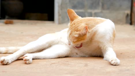 the cat living at the countryside of thailand