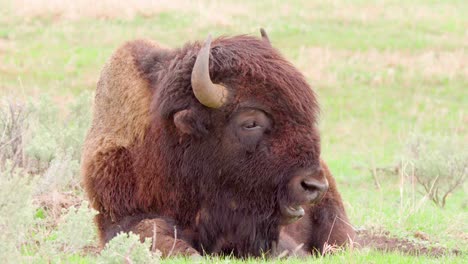 primer plano de bisonte pastando en el parque nacional de yellowstone en wyoming