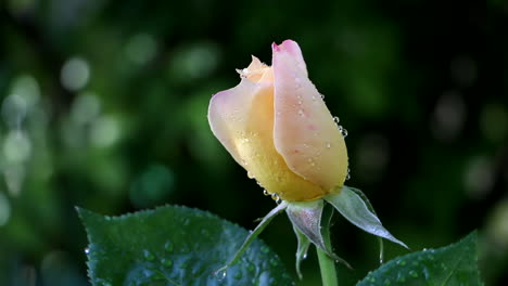 Primer-Plano-De-La-Flor-Rosa-Rosa-Amarilla-Con-Gotas-De-Agua