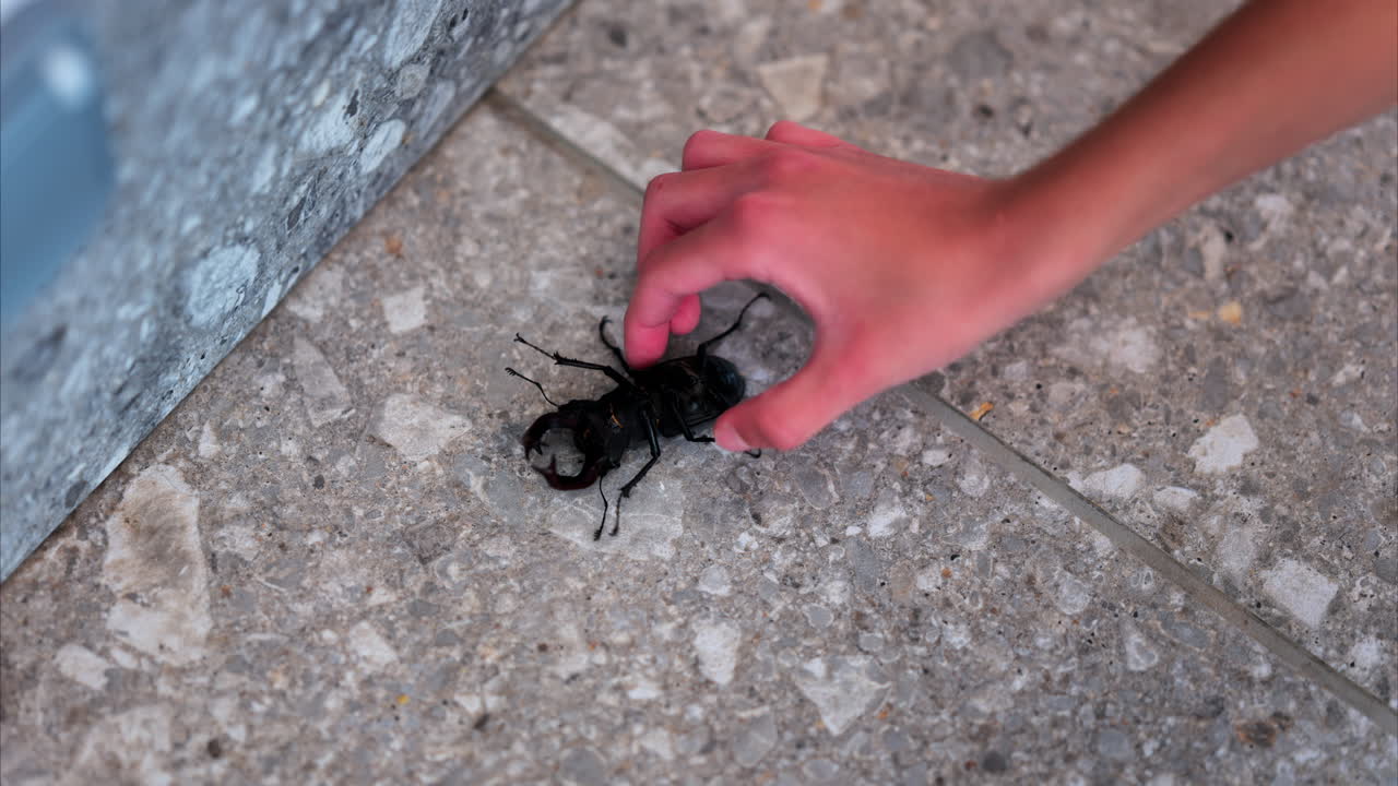 Large stag beetle crawling on pavement with child's hand picking it up