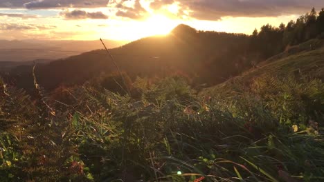 Grass-moving-in-the-wind,-sunrise-in-the-background