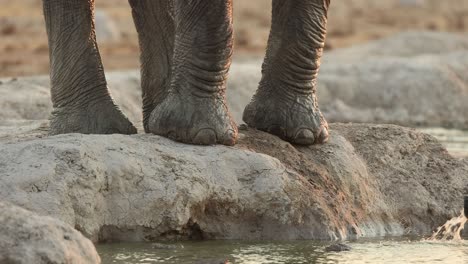 close up of elephant feet next to waterhole, splashing water with trunk