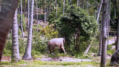 elefante asiático tira de la rama de un árbol con el tronco en la selva tropical