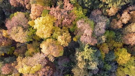 tiro de drone de árboles en el parque