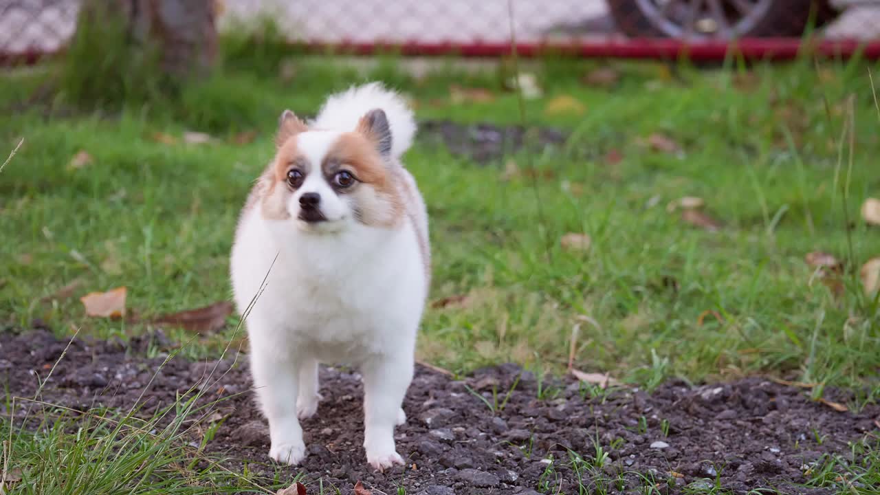 푸른 잔디밭을 걷고 있는 푹신한 혈통의 포메라니안 개