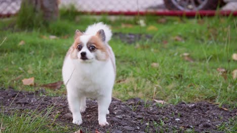 perro pomeraniano pedigrí esponjoso caminando sobre un césped verde