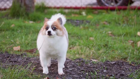 fluffy pedigree pomeranian dog walking on a green lawn