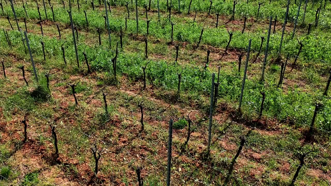 fotografía aérea sobre viñedos en colinas en el este de francia