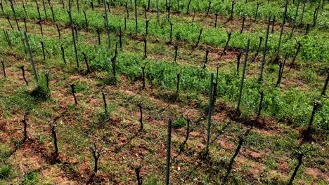 aerial shot over vineyards on hills in east of france