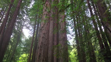 Look up Redwoods forest mist fog rain aerial drone California Redwood National and State Parks USAL Beach giant sequoia tallest tree dense green foliage Lost Coast Trail nature landscape circle left
