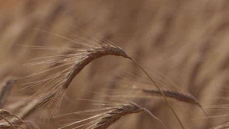 Reifes-Weizenfeld,-Weizenähren,-Die-Sich-Im-Sanften-Wind-Wiegen