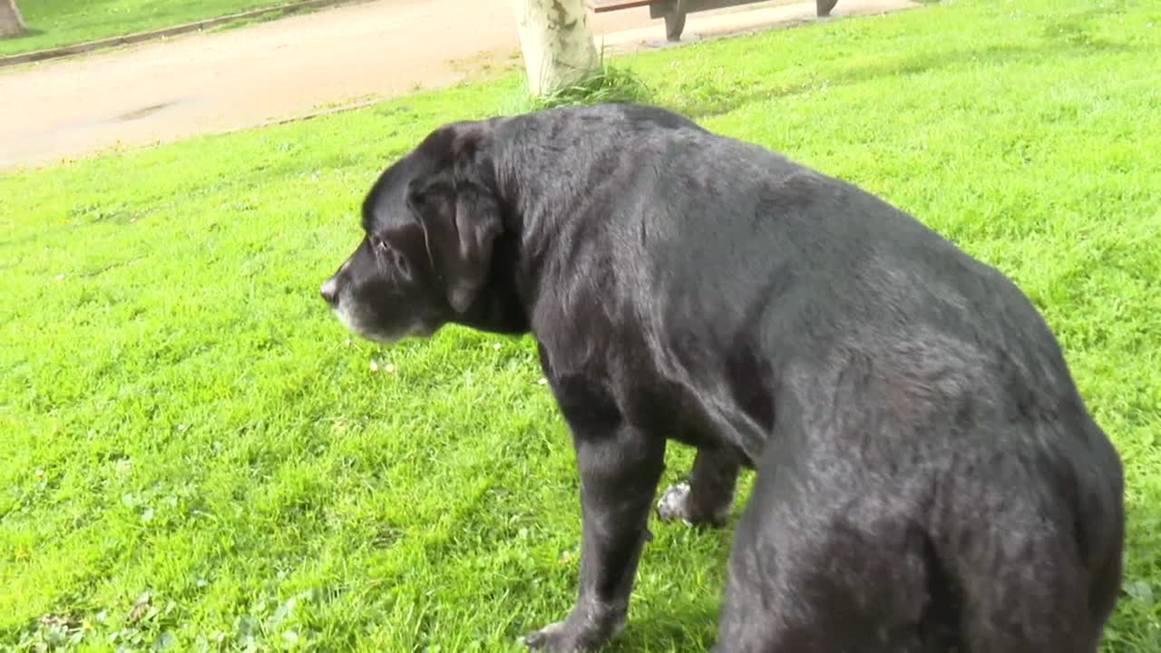 Black Labrador in a park
