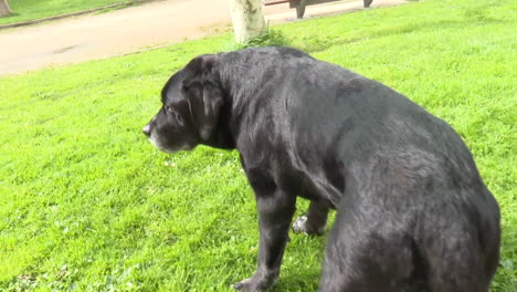 black labrador in a park