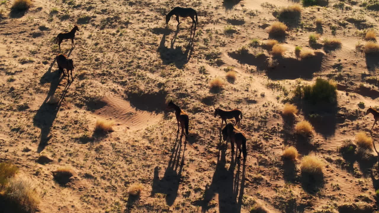 vista de vuelo de drones de caballos salvajes corriendo en las tierras salvajes de arizona