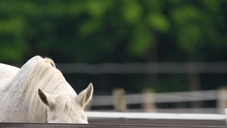 A-white-horse-standing-in-a-paddock,-captured-in-a-close-up-shot-with-greenery-in-the-background