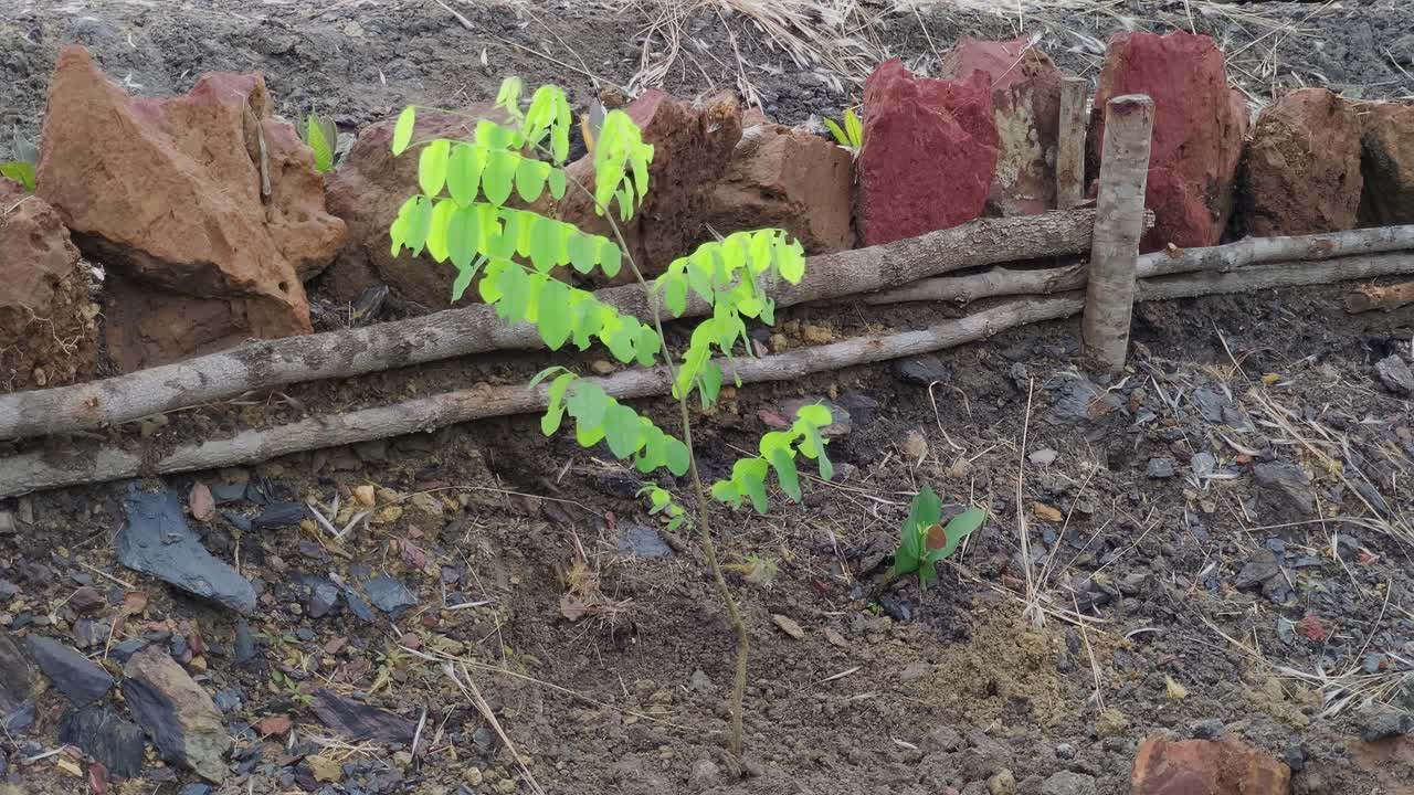 Bibit asli Cerrado muda ditanam di tanah kering di Chapada dos Veadeiros, Goiás, Brasil, di samping penghalang erosi sederhana yang terbuat dari tongkat dan batu untuk mendukung restorasi dan reboisasi.