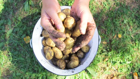 close-up of woman hands washing potatoes in garden