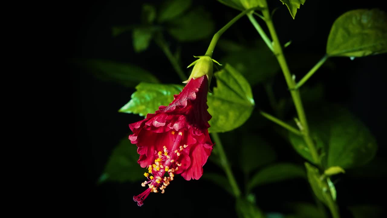tiro de primer plano de lapso de tiempo de una flor de hibisco rojo floreciente en fondo negro