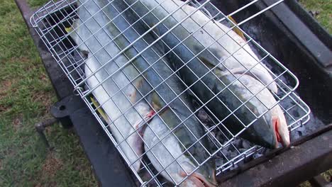 Fish-on-the-grill-or-barbecue