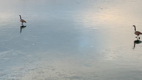 canada geese walking on ice