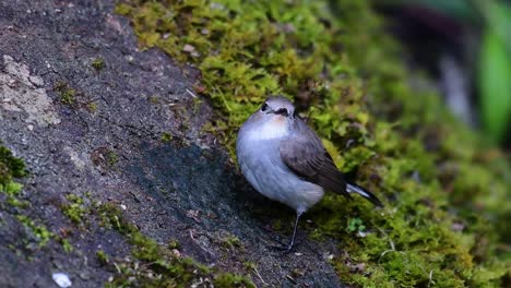 taiga flycatcher, female,