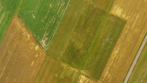 vista aérea de campos verdes antes de la cosecha en verano