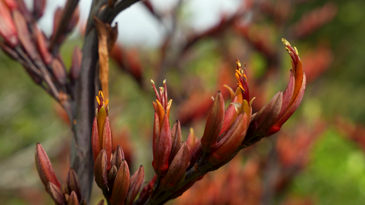 Harakeke-blomster blomstrer i varme oransje toner på innfødt newzealandsk lin, nærbilde med grunn dybdeskarphet
