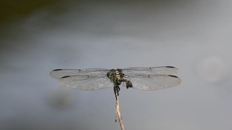 seen from it backside while flapping its wings