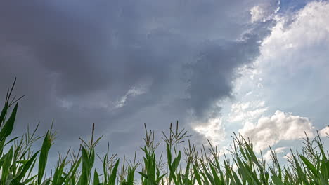 timelapse shows clouds shaping and blending above with grass stalks framing the scene