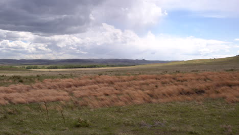 la hierba soplando en el viento en la pradera de dakota del sur