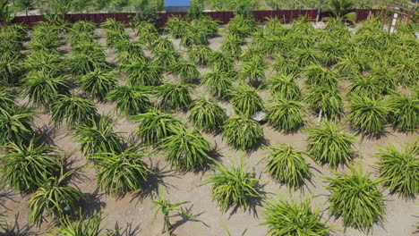 Drone-shot-of-Dragon-fruit-garden-in-Bagan-Lalang,-Sepang,-Selangor,-Malaysia