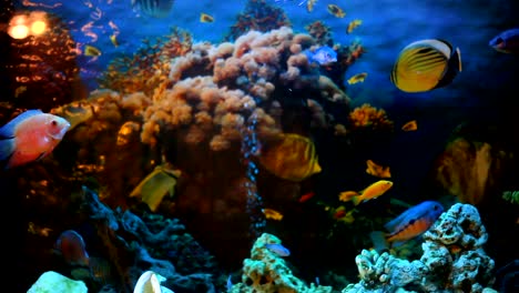 exotic fishes in an aquarium