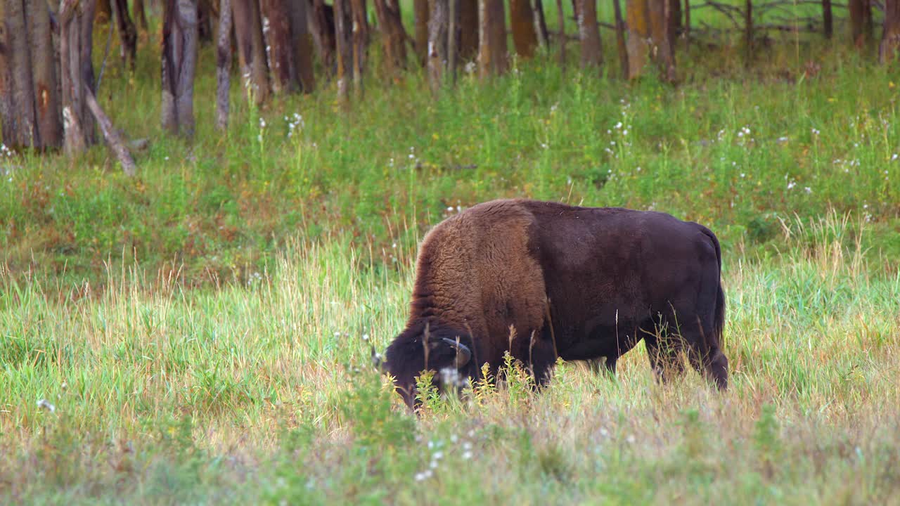 Lone bison buffalo eats grass in colourful meadow in poplar forest