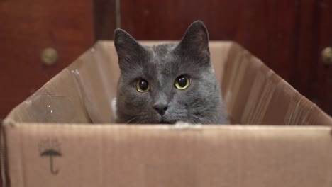 gray cat with eyes wide open sitting in cardboard box looking at camera