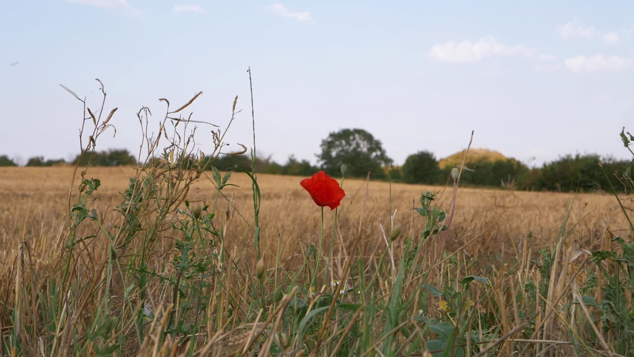 Einsame Mohnblume, die wild auf einem weiten goldenen Weizenfeld wächst, Landschaftsaufnahme