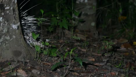 Hystrix-Brachyura,-Puercoespín-Malayo,-Santuario-De-Vida-Silvestre-De-Phu-Khiao,-Tailandia