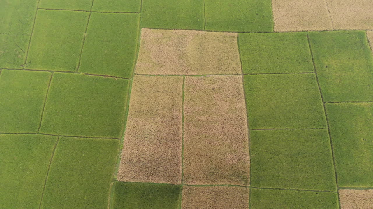 imágenes aéreas de campos de trigo recién cosechados y verdes en las tierras planas de nepal