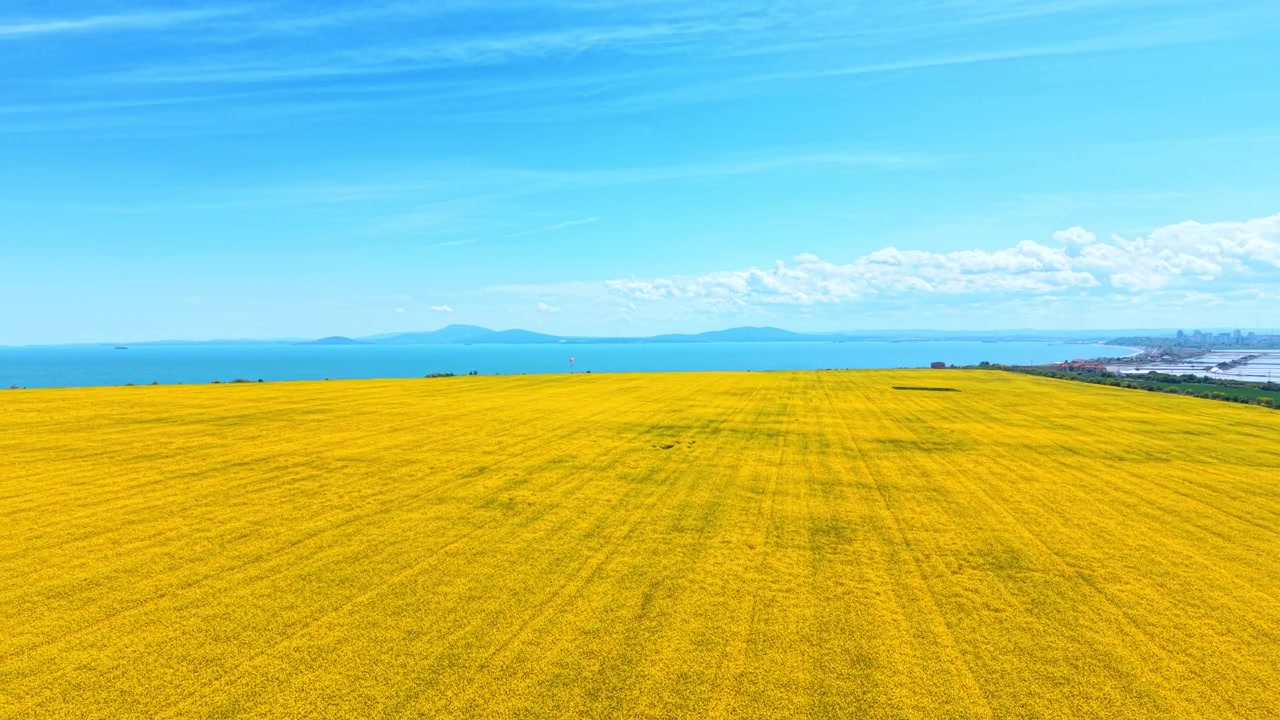青い海水近くの菜の花畑の俯瞰図。遠くの山々と空を背景に、青い海に隣接する広大な黄色い菜の花畑の空撮風景。