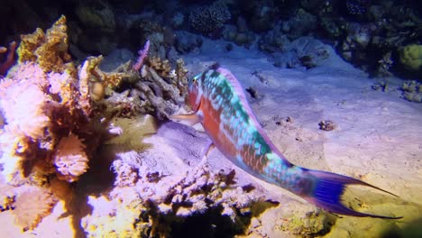 colorful fish sitting at the seabed