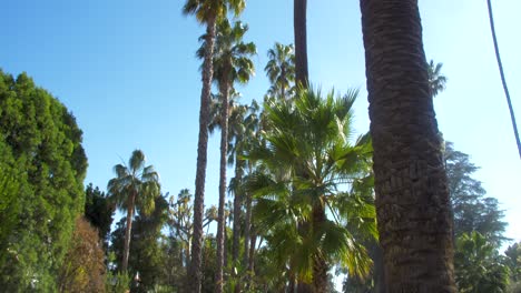 Acera-De-Los-ángeles-Con-Palmeras,-Tiro-De-Cardán-Lento,-Mirando-Hacia-El-Cielo-Azul-Y-Soleado