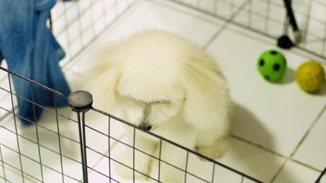 freshly groomed fluffy white toy poodle sits patiently in cage waiting to play at home