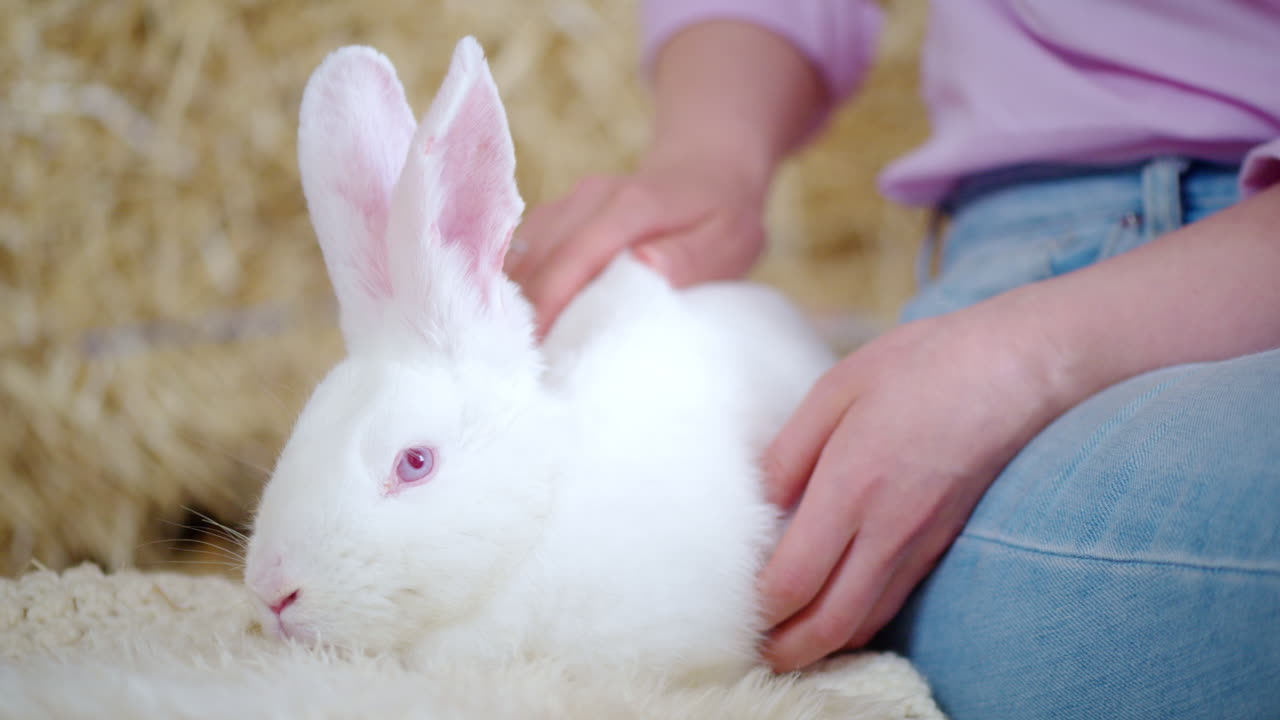 Woman petting a white bunny in the barn near square hay bales, in daylight