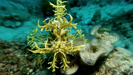 Yellow-weedy-Scorpionfish-Rhinopias-close-up-front-view-on-coral-reef-in-Mauritus-Island