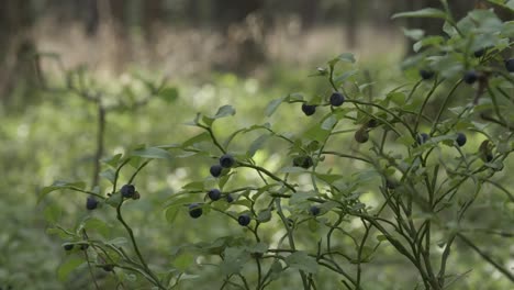 bayas de bosque comestibles maduras en el bosque estático de cerca