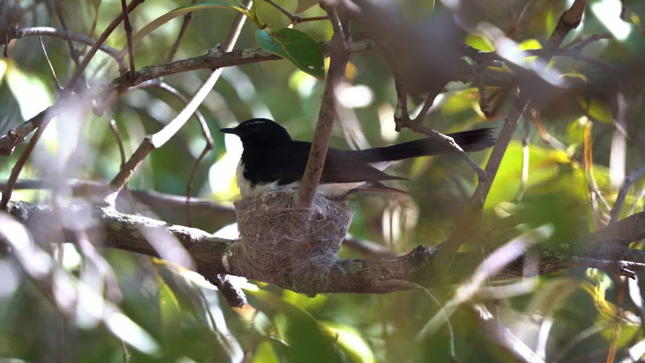 madre protectora y territorial willie wagtail, rhipidura leucophrys incubando y incubando en un nido en forma de copa en una rama de árbol, observando aves en el entorno de los humedales de boondall, toma de cerca