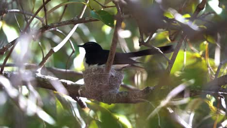 Protective-and-territorial-mother-willie-wagtail,-rhipidura-leucophrys-brooding-and-incubating-in-a-cup-like-nest-on-a-tree-branch,-birdwatching-in-Boondall-wetlands-environment,-close-up-shot